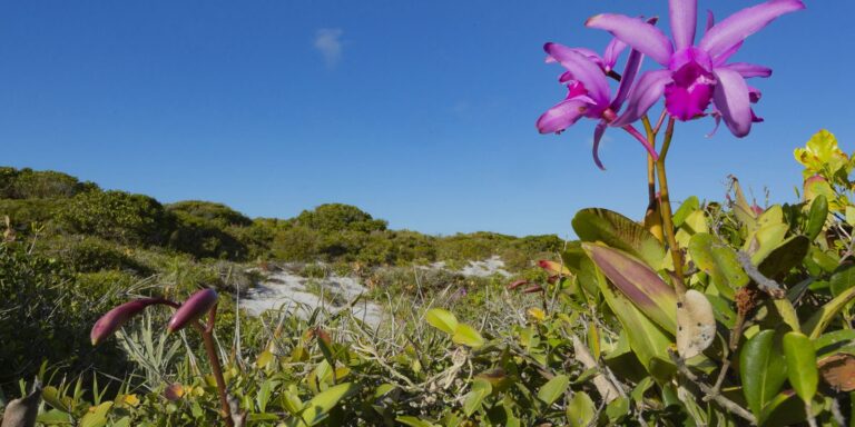 Inpe confirma redução de desmatamento na maioria dos biomas em 2024 inpe-confirma-reducao-de-desmatamento-na-maioria-dos-biomas-em-2024