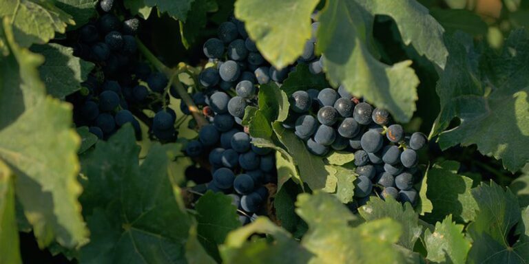 Documentário sobre cultura vinícola no país tem exibição na TV Brasil documentario-sobre-cultura-vinicola-no-pais-tem-exibicao-na-tv-brasil