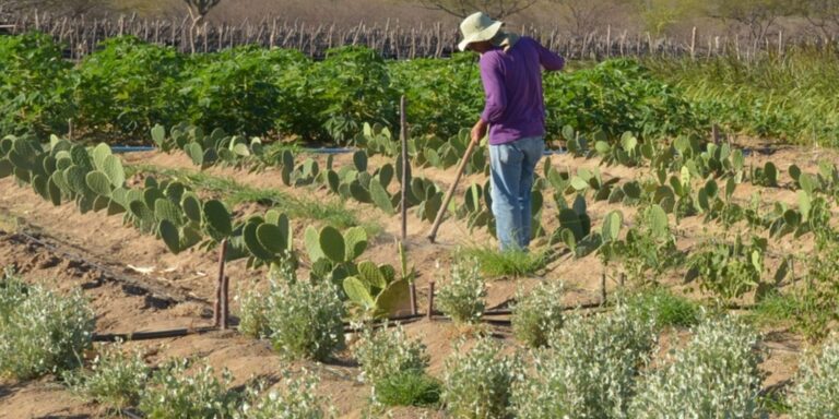 Decretos determinam desapropriação de terras para reforma agrária decretos-determinam-desapropriacao-de-terras-para-reforma-agraria