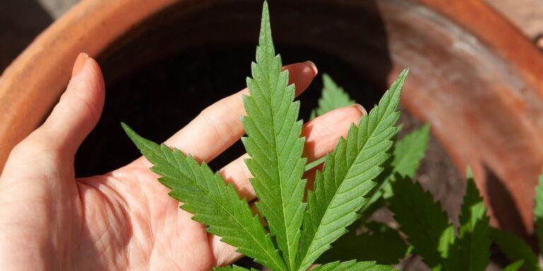 Anvisa discute nesta quarta regras para a produção de cannabis no país anvisa-discute-nesta-quarta-regras-para-a-producao-de-cannabis-no-pais