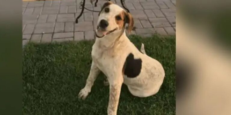 cachorro-comunitario-abacate-e-morto-por-um-tiro-no-parana