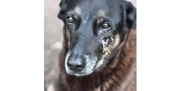 saiba-que-sancoes-podem-ser-aplicadas-a-jovens-que-mataram-cao-orelha