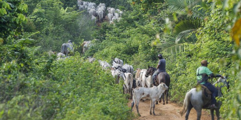 preso-suspeito-de-assassinato-na-terra-indigena-apyterewa,-no-para