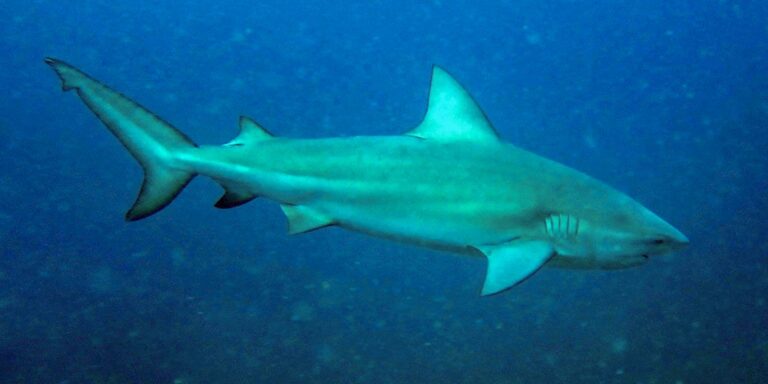 Tubarão-cabeça-chata é provável espécie que atacou garoto em Olinda tubarao-cabeca-chata-e-provavel-especie-que-atacou-garoto-em-olinda