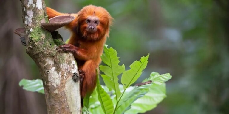 TV Brasil apresenta maratona de série sobre animais em extinção tv-brasil-apresenta-maratona-de-serie-sobre-animais-em-extincao